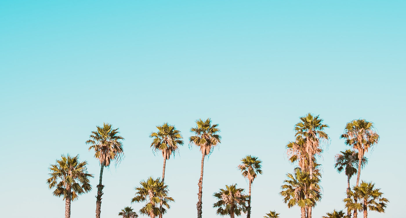 palm trees against blue sky