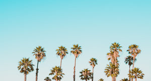 palm trees against blue sky